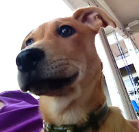 Urban Tails Pet Sitting and Dog Walking - Photo 7 - Car repair in , Anaheim