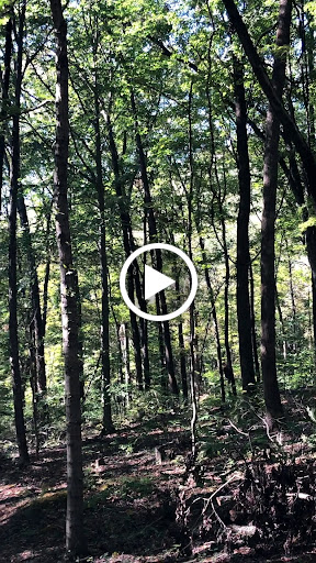 Tourist Attraction «Adventureworks Zipline Forest», reviews and photos, 4129 Whites Creek Pike, Whites Creek, TN 37189, USA