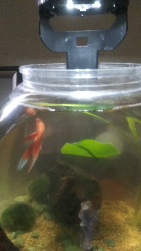 Pet Supply Store «Petco Animal Supplies», reviews and photos, 852 N Western Ave, San Pedro, CA 90732, USA