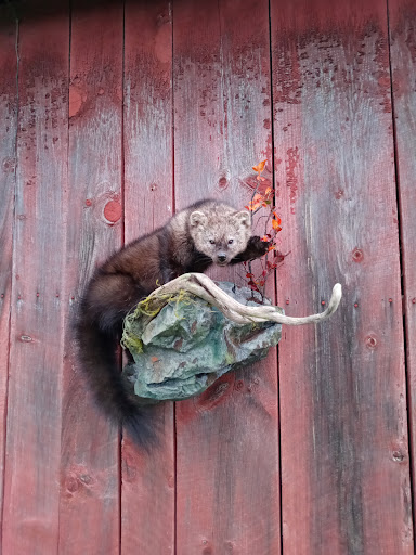 Great Cove Wildlife Studio