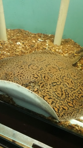 Pet Store «Forest Lake Pets», reviews and photos, 120 Lake St N, Forest Lake, MN 55025, USA