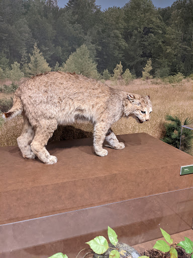 Natural History Museum «Harvard Museum of Natural History», reviews and photos, 26 Oxford St, Cambridge, MA 02138, USA