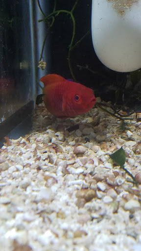 Pet Store «Fancy Tails Fish Farm», reviews and photos, 2324 US Hwy 27 S, Sebring, FL 33872, USA