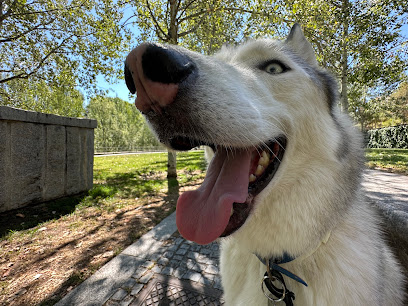 Imagen de Perrukings Peluquería canina a domicilio - Madrid