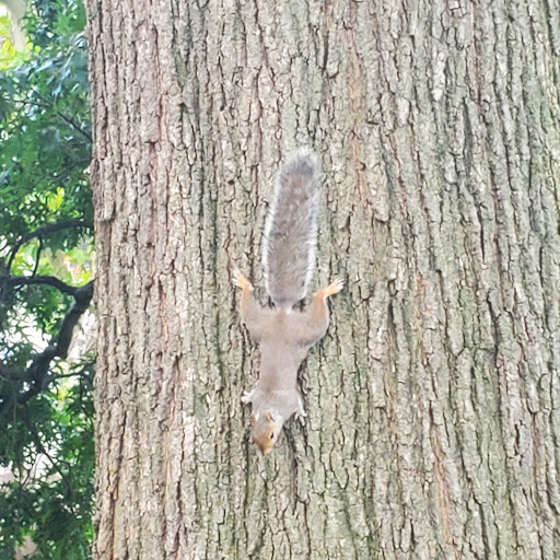 Park «Sunset Park», reviews and photos, 7th Ave & 43rd St, Brooklyn, NY 11232, USA