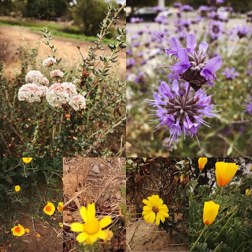 Nature Preserve «Madrona Marsh», reviews and photos, 3201 Plaza del Amo, Torrance, CA 90503, USA