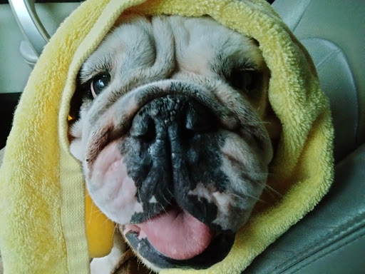 Pet Supply Store «Hobscot Pet Supply», reviews and photos, 328 E 5th Ave, Mt Dora, FL 32757, USA