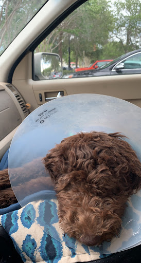 Pet Supply Store «PetSmart», reviews and photos, 534 US-441, Lady Lake, FL 32159, USA