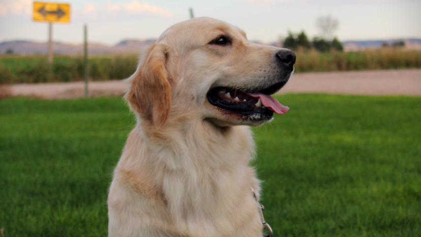 Colson Kennels Bernese & Golden Retrievers