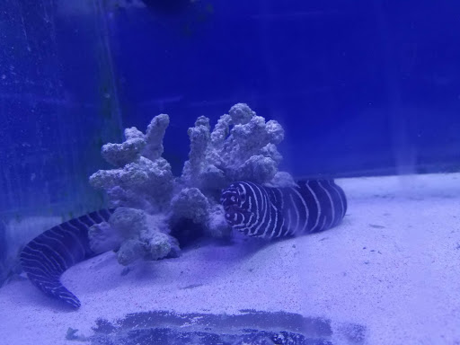 Aquarium «Jays Aquatics», reviews and photos, 10 Lawrence Rd, Salem, NH 03079, USA