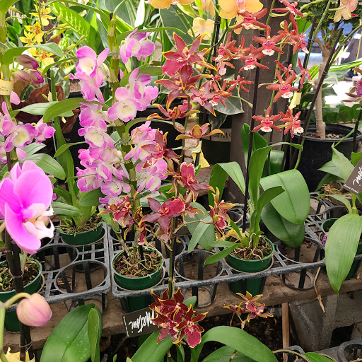 Plant Nursery «San Gabriel Nursery & Florist», reviews and photos, 632 S San Gabriel Blvd, San Gabriel, CA 91776, USA