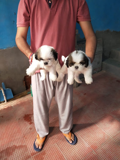 Pet Shop Delhi ( Puppies & Dogs for sale in Delhi )