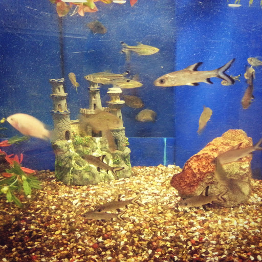 Pet Store «Katie’s PET DEPOT®», reviews and photos, 1941 Foothill Blvd, La Verne, CA 91750, USA