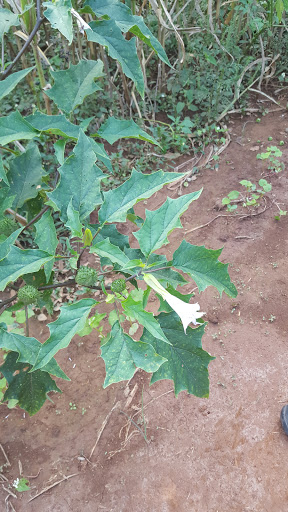 Tourist Attraction «Still Family Farm, LLC», reviews and photos, 5630 Macland Rd, Powder Springs, GA 30127, USA