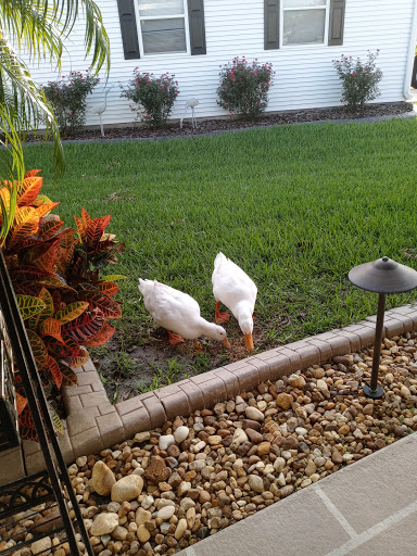 Golf Course «Crane Lakes Golf & Country Club», reviews and photos, 1850 Crane Lakes Blvd, Port Orange, FL 32128, USA