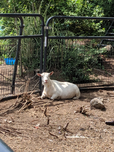 Pet Store «Zoo Creatures Pet Store», reviews and photos, 149 Plaistow Rd, Plaistow, NH 03865, USA