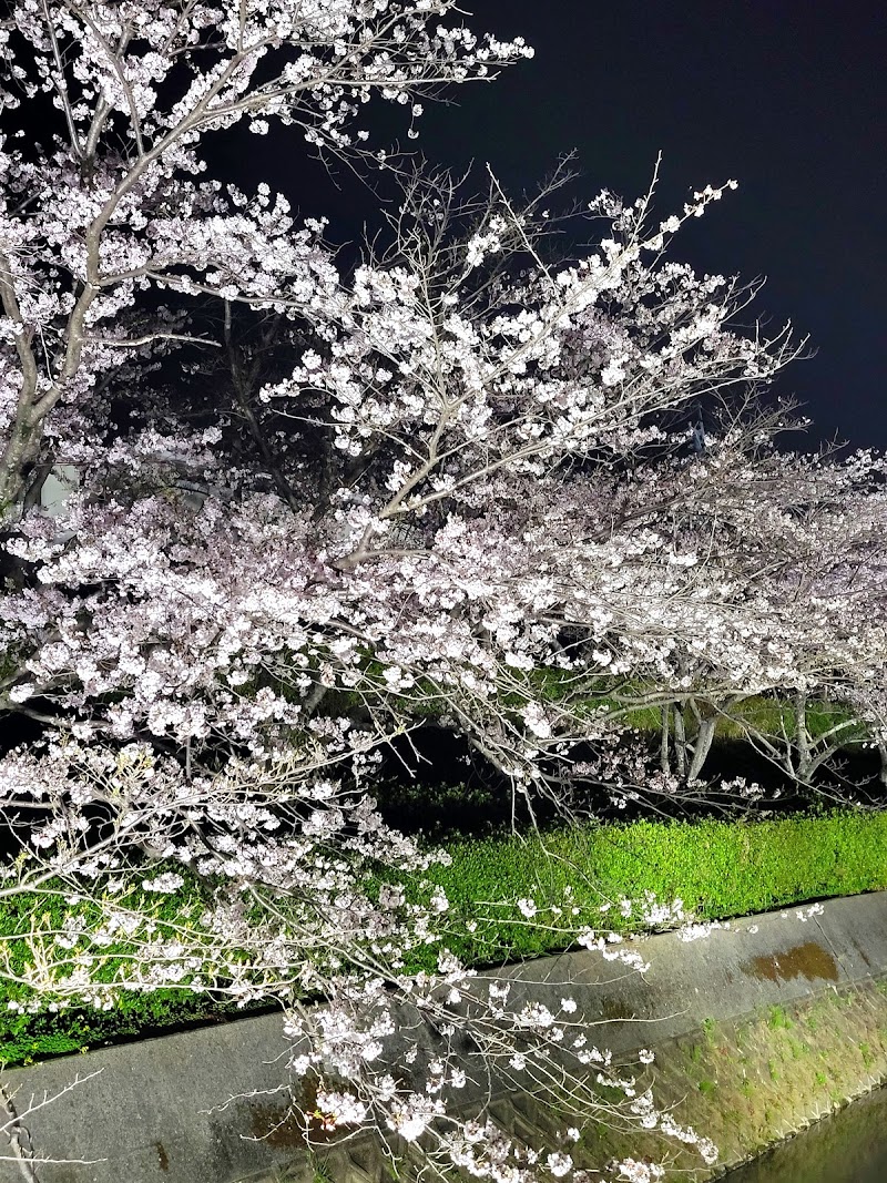 向ヶ丘の桜並木