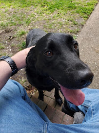 Yellow Paws Pet Care - Photo 4 - Car repair in , Virginia Beach