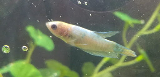 Pet Supply Store «PetSmart», reviews and photos, 14 Crossing Way #2, Augusta, ME 04330, USA