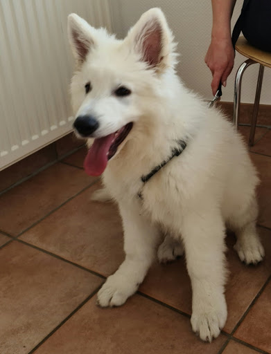 Tierarztpraxis Rothenbergen unter Gründau, 