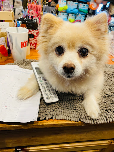 Pet Supply Store «My Best Friend’s Barkery», reviews and photos, 176 Shawneehaw Ave S, Banner Elk, NC 28604, USA