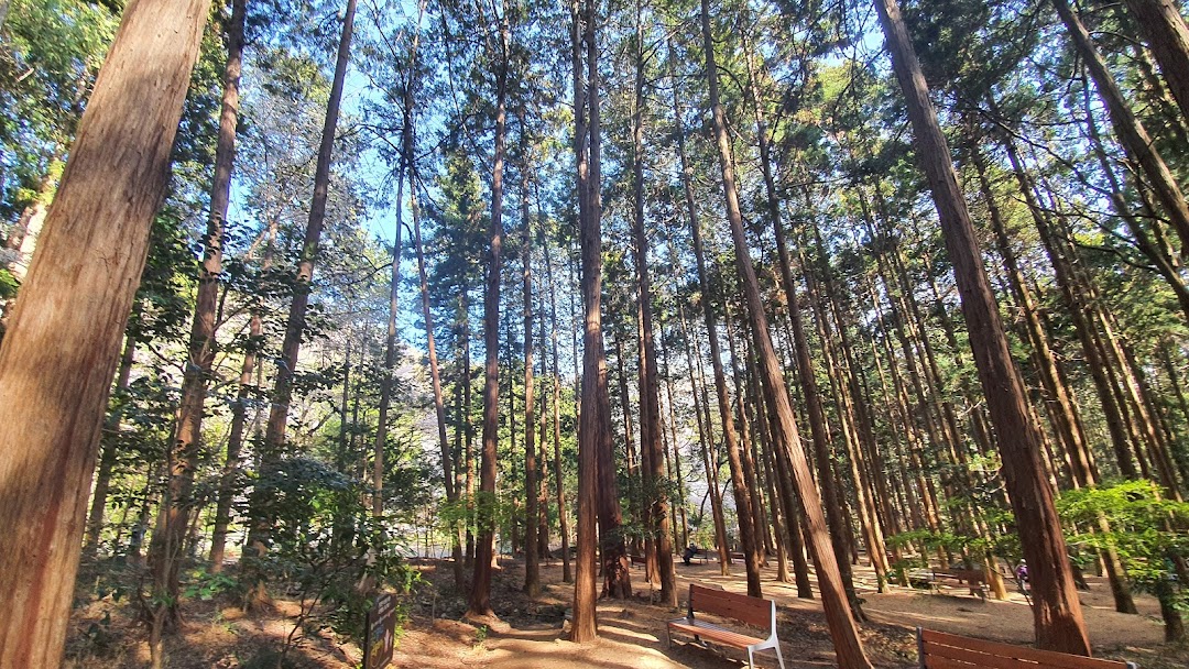 부산대신공원편백숲