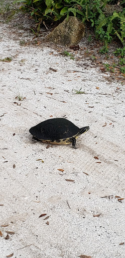 Golf Course «Tampa Palms Golf & Country Club», reviews and photos, 5811 Tampa Palms Blvd, Tampa, FL 33647, USA