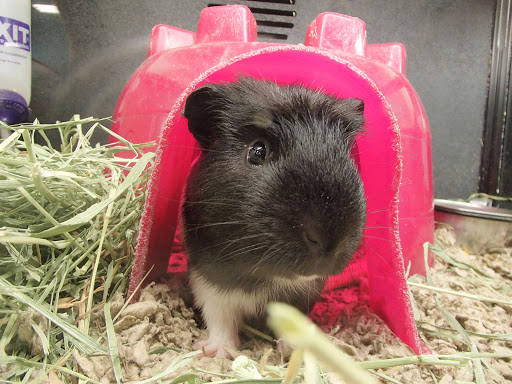 Pet Supply Store «PetSmart», reviews and photos, 1345 Wendy Ct, Spring Hill, FL 34607, USA