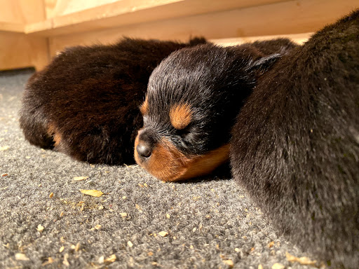 Vom Bustos Hause Rottweiler Kennel