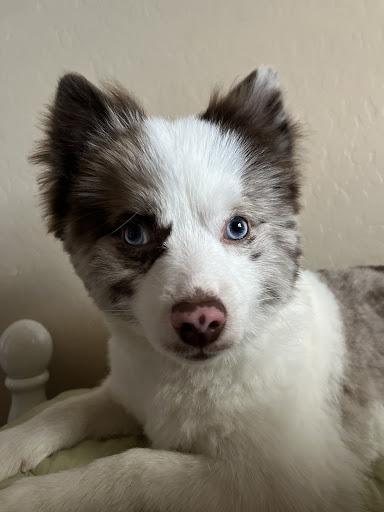 Pet Supply Store «PetSmart», reviews and photos, 21032 S Ellsworth Loop, Queen Creek, AZ 85142, USA