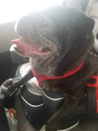 Pet Supply Store «Petco Animal Supplies», reviews and photos, 3055 N President George Bush Hwy, Garland, TX 75040, USA