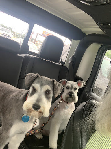 PetSmart Dog Training