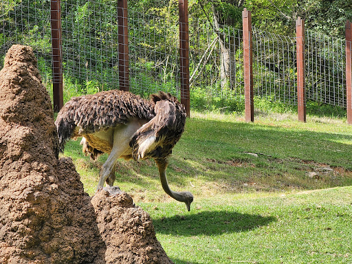 Zoo «North Carolina Zoo», reviews and photos, 4401 Zoo Pkwy, Asheboro, NC 27205, USA