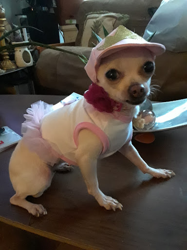 Pet Supply Store «Petco Animal Supplies», reviews and photos, 4491 Kirkwood Hwy, Wilmington, DE 19808, USA