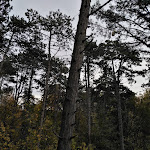 Photo n° 2 de l'avis de Joachim. fait le 28/10/2019 à 16:26 pour PERCHING ADVENTURE à Verzy