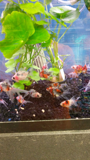 Pet Store «Petland Discounts - Kissena Blvd», reviews and photos, 71-8 Kissena Blvd, Flushing, NY 11367, USA