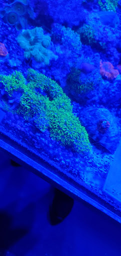Aquarium «Coral Logic Aquarium LLC», reviews and photos, 7860 Gate Pkwy #108, Jacksonville, FL 32256, USA