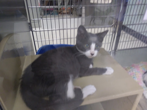 Pet Supply Store «PetSmart», reviews and photos, 10 Traders Way, Salem, MA 01970, USA