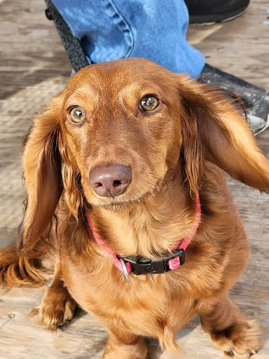 Mannford Animal Clinic