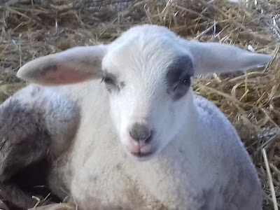 la ferme des passerelles à Mayres-Savel