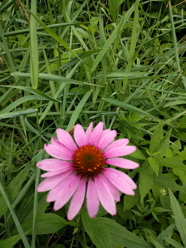 Nature Preserve «Hidden Oaks Conservation Area», reviews and photos, 419 Trout Farm Rd, Bolingbrook, IL 60440, USA