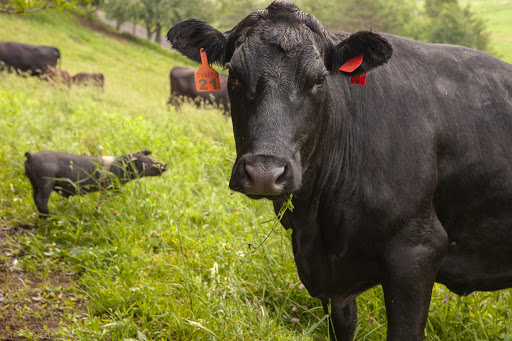 Butcher Shop «Fleishers Craft Butchery», reviews and photos, 192 5th Ave, Brooklyn, NY 11217, USA