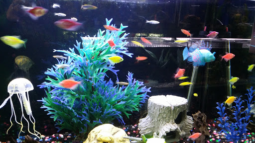 Pet Supply Store «Paws & Claws & Co», reviews and photos, 1801 E Market St, Warsaw, IN 46580, USA