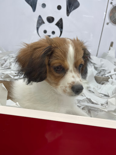 Pet Store «Pet Fair», reviews and photos, 1201 Lake Woodlands Dr, Spring, TX 77380, USA