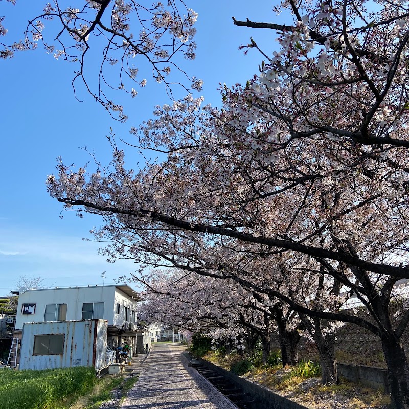小垣江の桜並木