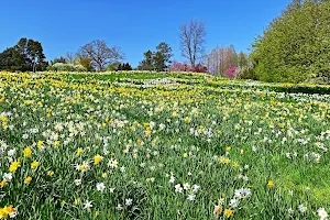 Daffodil Hill image
