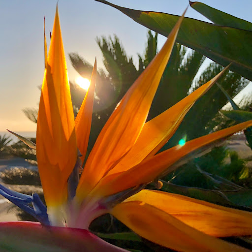 State Park «Moonlight State Beach», reviews and photos, 400 B St, Encinitas, CA 92024, USA