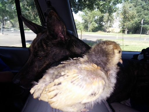 Pet Supply Store «College Greens Pet Center», reviews and photos, 3311 Julliard Dr # A, Sacramento, CA 95826, USA