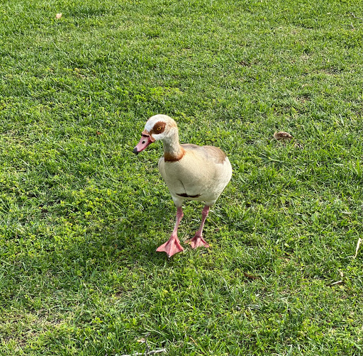 Park «University Community Park», reviews and photos, 1 Beech Tree Ln, Irvine, CA 92612, USA