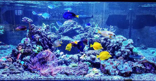 Tropical Fish Store «Aquatic Treasures», reviews and photos, 3211 N Tenaya Way #107, Las Vegas, NV 89129, USA